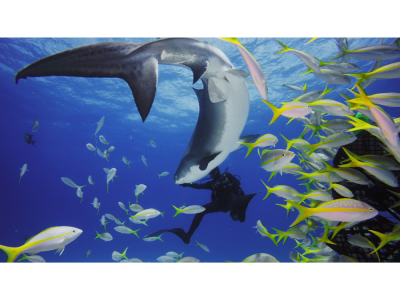 GoPro HERO11 Black Mini Dive Housing - GP-AFDIV-001